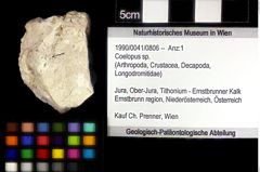 Foto (Objket + Etiketten) von Coelopus sp. 